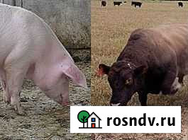 Продаётся мясо, свинина и говядина Белогорск - изображение 1