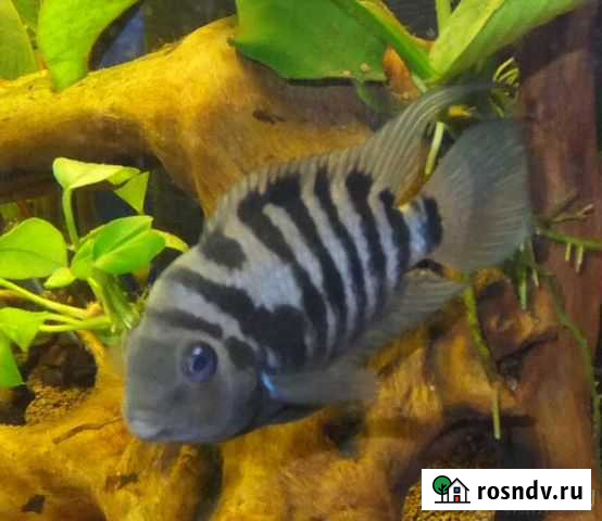 Цихлазомы чернополосые Хабаровск - изображение 1