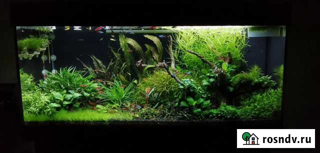 Растения для аквариума Екатеринбург - изображение 1