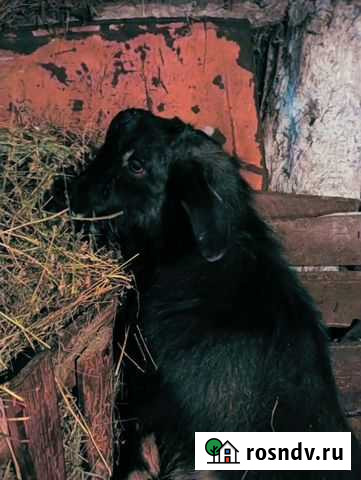 Вязка Калач - изображение 1