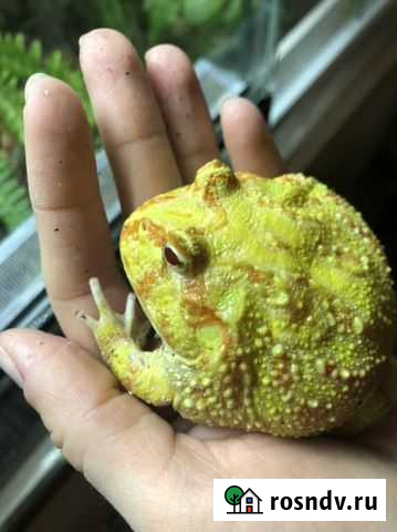 Чакская рогатка Самара - изображение 1