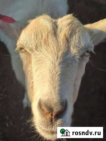 Козы дойные Городище - изображение 1