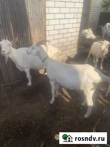 Продам нубийских чешских зааненских козочек козлят Большое Козино - изображение 1