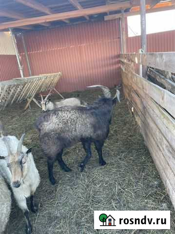 Козлотур Зеленчукская - изображение 1