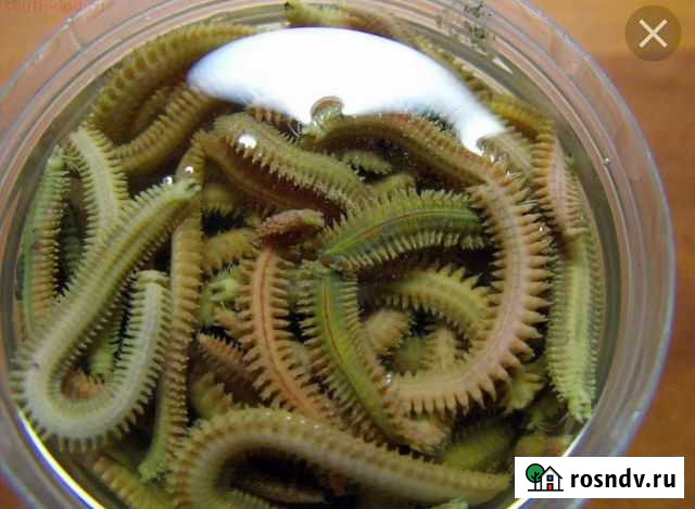 Морские черви для рыбалки Туапсе - изображение 1