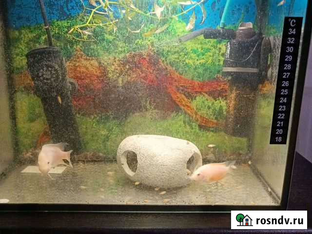 Аквариумные рыбки Балашиха - изображение 1