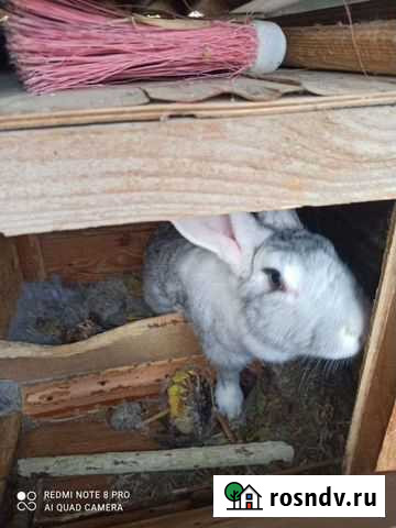 Кролики Астрахань - изображение 1