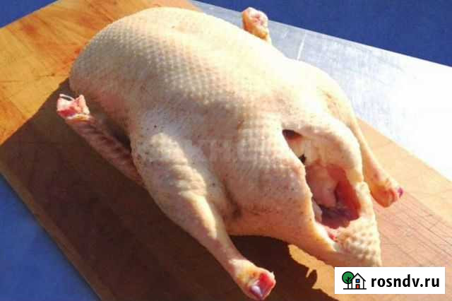 Гуси Гофицкое - изображение 1