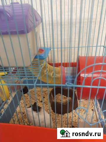 Хомяк вместе с клеткой Химки - изображение 1