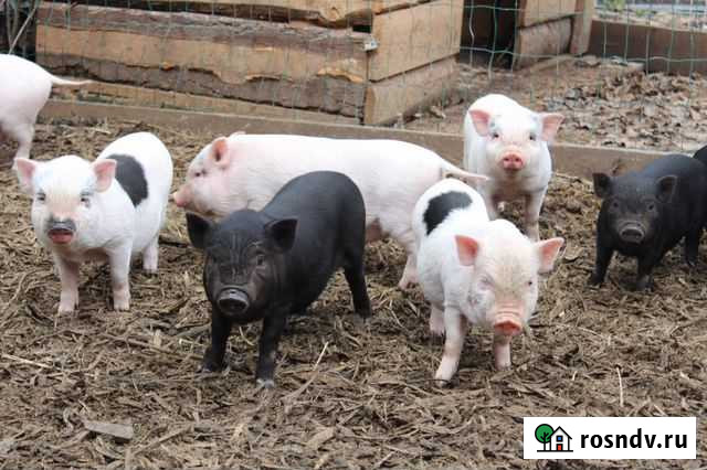 Вьетнамские поросятки Нижний Новгород - изображение 1