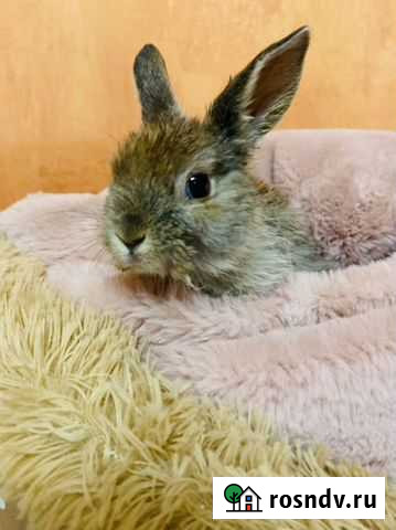 Декоративные карликовые кролики Санкт-Петербург - изображение 1