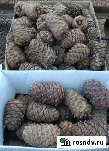 Шишка кедровая Томск - изображение 1