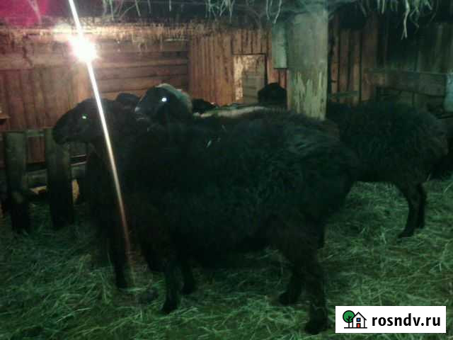 Бараны Каскара - изображение 1