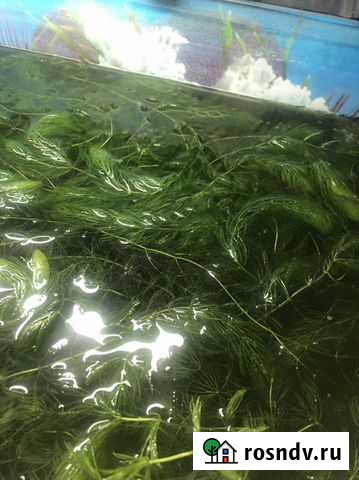 Аквариумное растение Норильск - изображение 1