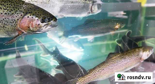 Форель живая Раменское - изображение 1