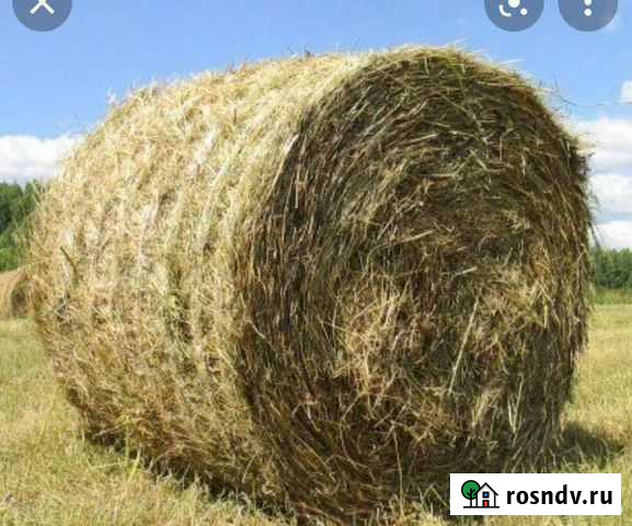 Продам сено в рулонах Ахтубинск - изображение 1