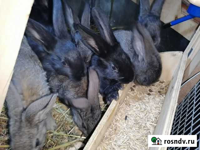 Кролики, яйцо домашнее Рогачево - изображение 1