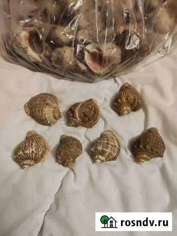 Ракушка рапан Калининград - изображение 1