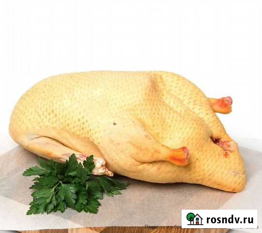 Гусь Стерлитамак - изображение 1