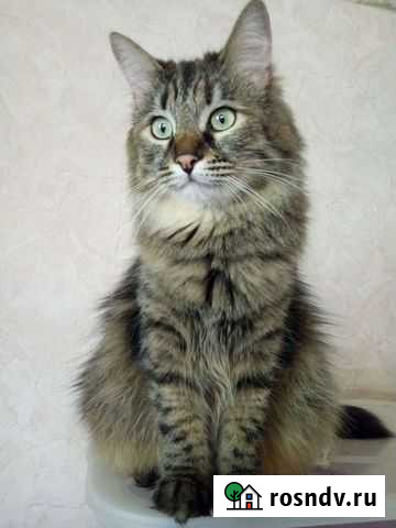 Передержка кошек Набережные Челны - изображение 1