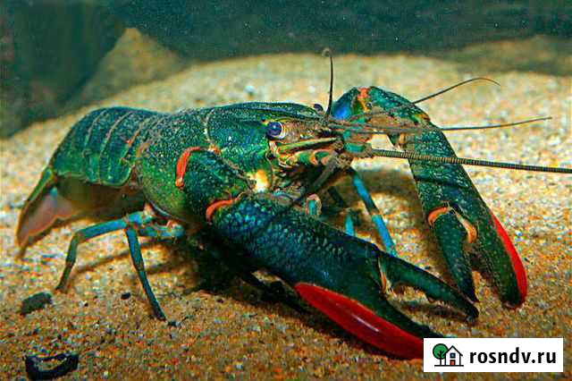 Аккр Австралийские Красноклешневые Раки Феодосия - изображение 1