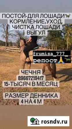 Постой лошадей Грозный