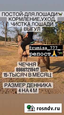 Постой лошадей Грозный - изображение 1