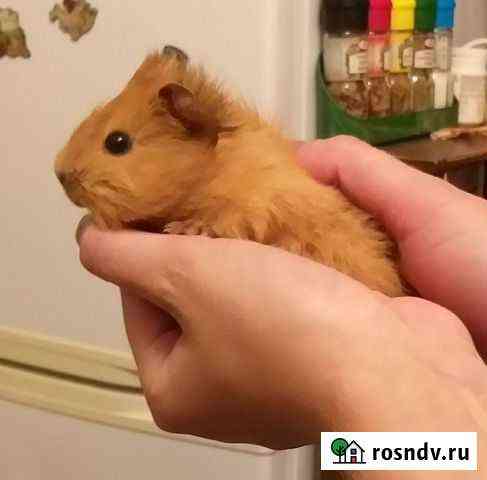 Морские свинки Редкий малыш Дрейг Краснодар