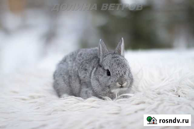 Карликовый кролик минор девочка Москва - изображение 1