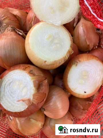 Лук на перо сорт Дайтонн Ершов - изображение 1