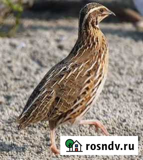 Племенные перепела -японская порода, Фараоны и Фен Чебоксары - изображение 1