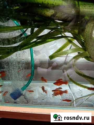 Меченосцы Новокузнецк - изображение 1