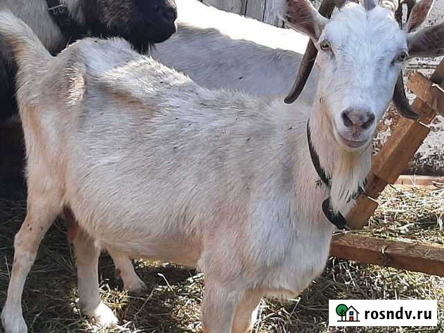 Коза дойная молочная Таврическое - изображение 1