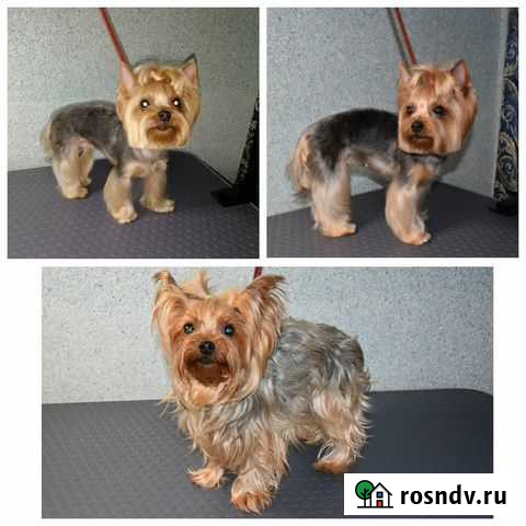 Стрижка собак / груминг Липецк - изображение 1