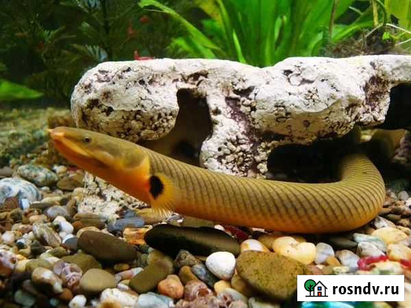 Рыба Брянск - изображение 1