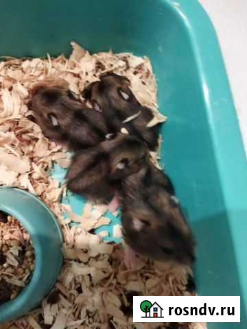 Джунгарский хомяк Улан-Удэ - изображение 1