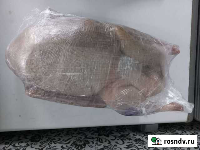 Гуси домашние Томск - изображение 1