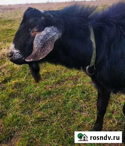 Козел на племя Правдинск - изображение 1