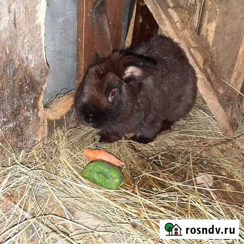 Кролики Воскресенск - изображение 1