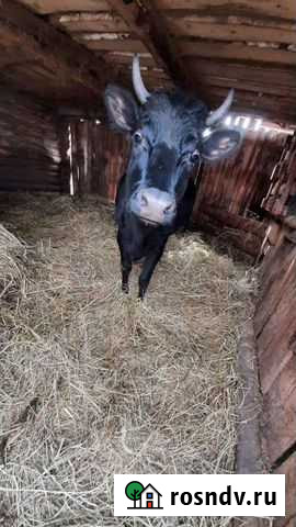 Корова стельная Нефтекамск - изображение 1