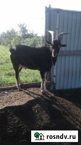 Козел альпийский Аргудан - изображение 1