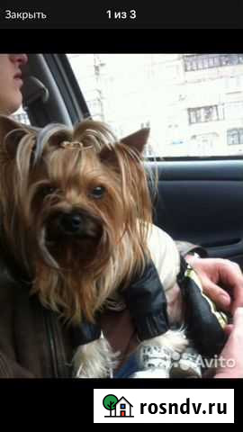 Йоркширский терьер ищет невесту Бийск - изображение 1