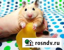 Детки сирийских хомячков Красноярск - изображение 1