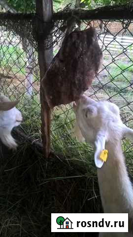 Соль лизунец гималайская соль Астрахань - изображение 1