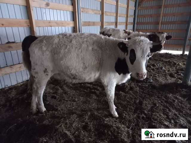 Коровы,телки(10 голов) Усть-Калманка - изображение 1
