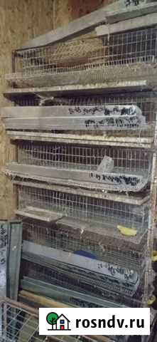 Клетки,брудера для перепелок Белогорск - изображение 1