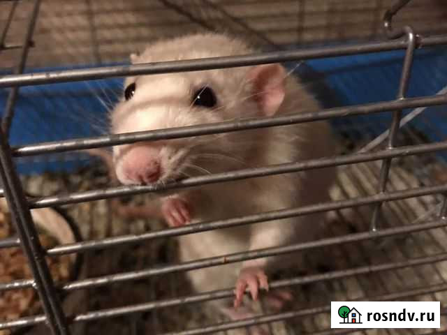 Крыса белая Муром - изображение 1