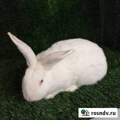 Кролики на племя и на доращивание Казань - изображение 1