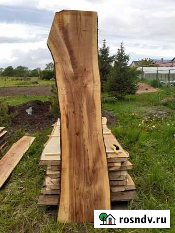 Доска вяз, слэбы вяз Псков - изображение 1