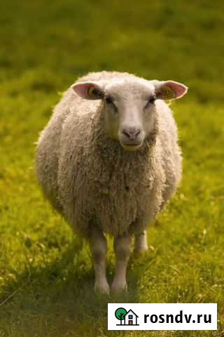 Бараны Рыбинск - изображение 1